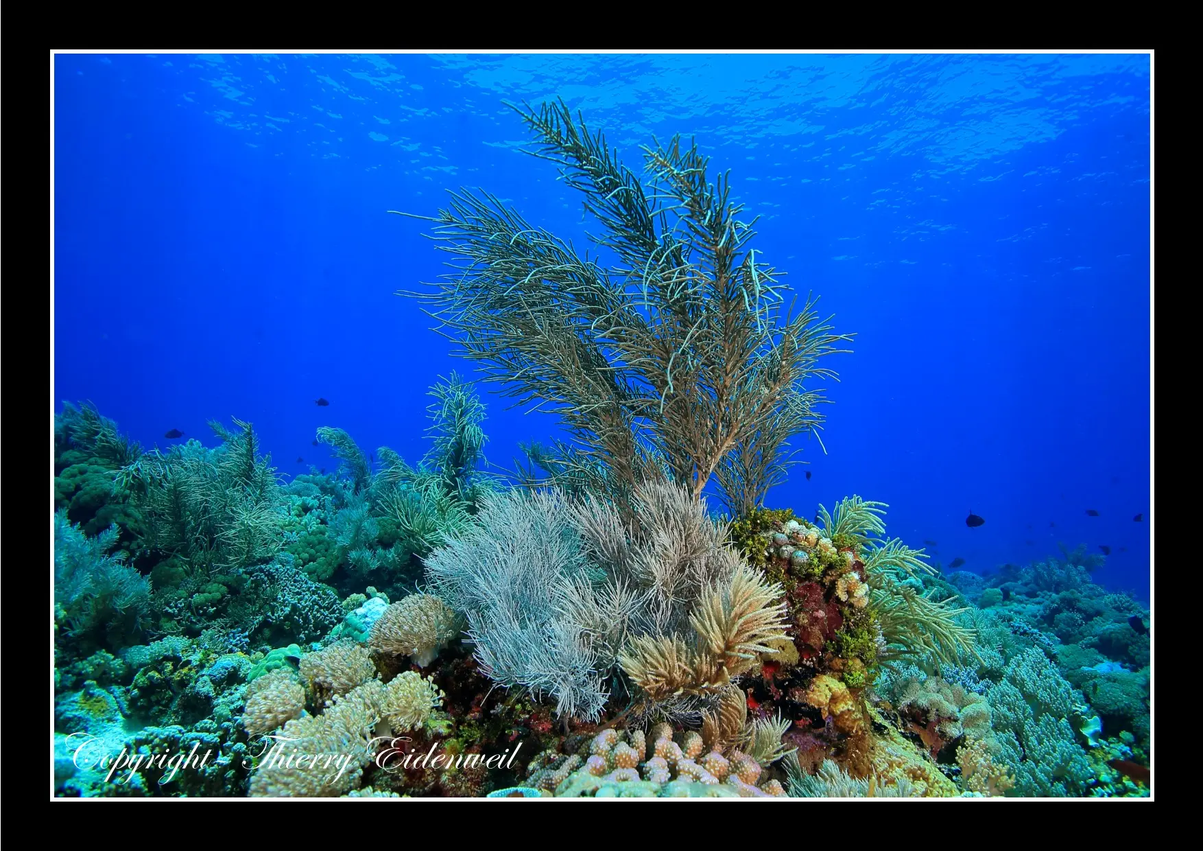 Anilao Macro Dive Media Highlight